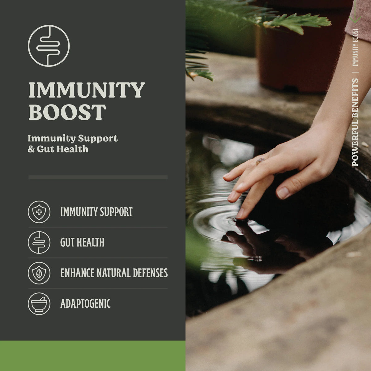 Immunity Boost – Superfood Powder for Gut Health & Immunity